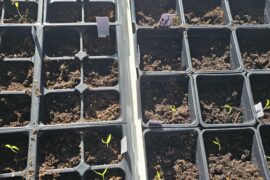 For the new pepper enthusiasts out there...