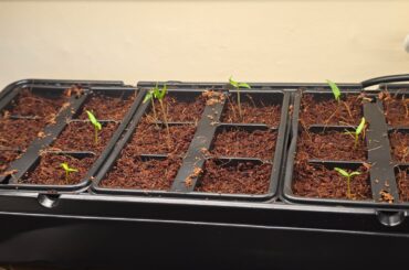 Should I remove the cover already? + Yellow tips on seedling