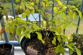 Why is my chilli plant looking sad?