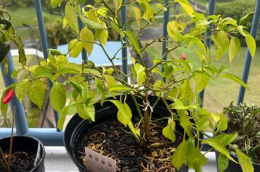 Why is my chilli plant looking sad?