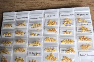 New seeds have arrived.