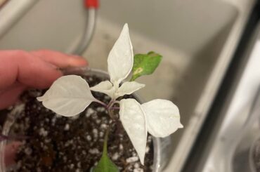 Dead end pepper