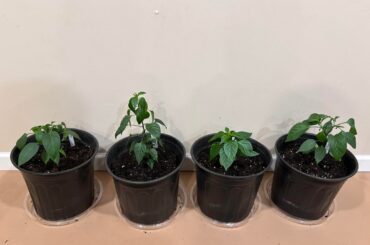 Transplanted a few peppers!