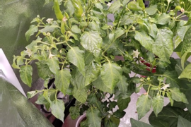 My aji pineapple plant growing fruit in a cup.