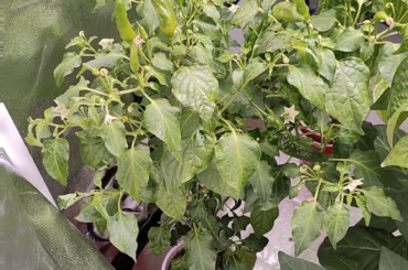 My aji pineapple plant growing fruit in a cup.