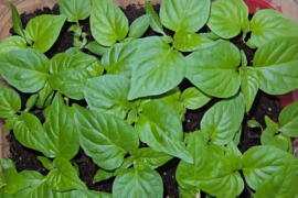 Apocalypse Scorpions