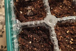 Started seedlingling for the first time.