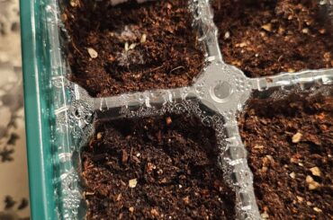 Started seedlingling for the first time.