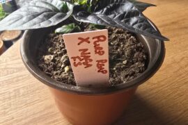 A few updates on this years plants.