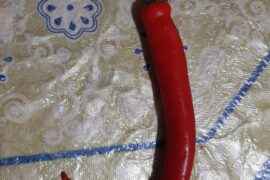 Please! Can anyone identify this Moroccan chili variety?