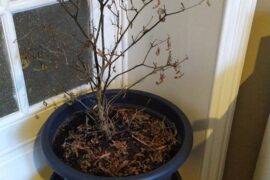 My two year old black pearl plant is dying