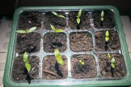 2wk mark- how am I doing?