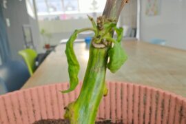 Overwintering Giant Chocolate Habanero