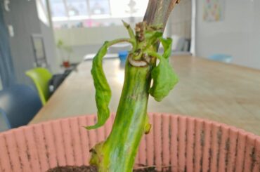 Overwintering Giant Chocolate Habanero