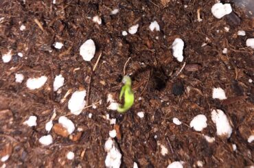 Question: is this a tricot?