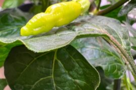 First Time Growing Anything (Aji Peach Indoor)