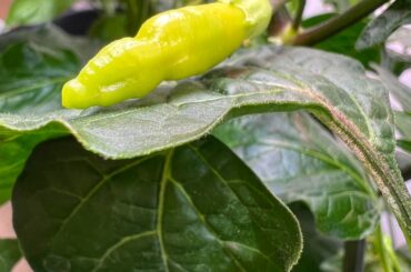 First Time Growing Anything (Aji Peach Indoor)