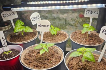 First peppers out of the gate