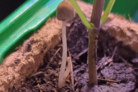 How to NOT grow mushrooms?