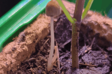 How to NOT grow mushrooms?