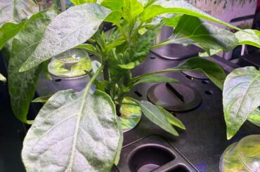 Growing advice