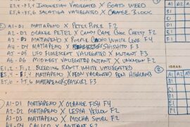 My 2026 Wild/Mutant/Variegated/Cross grow