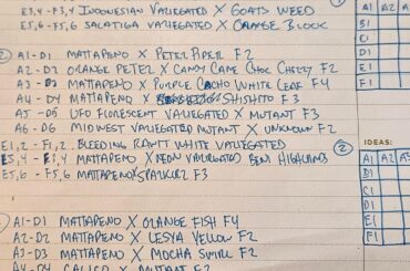 My 2026 Wild/Mutant/Variegated/Cross grow