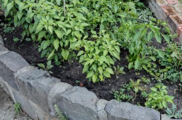 Jalapeno's coming in nicely