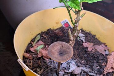 My over wintered Carolina Reaper's pot mate