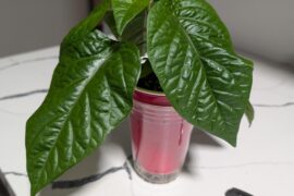 Any opinions on Kevin's fried chicken?