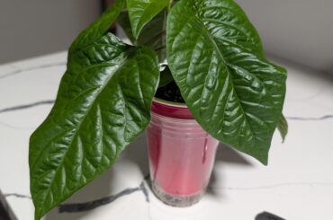 Any opinions on Kevin's fried chicken?