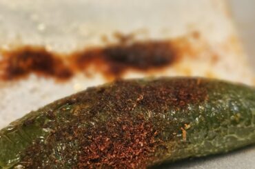 What's the seasoning used on chile toreados?