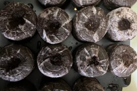 The garden begins 26