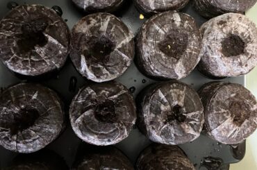 The garden begins 26