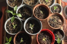 First time grower! How are they looking?