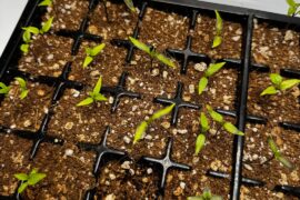 Update : First True Leaves