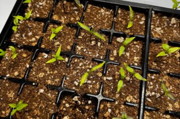 Update : First True Leaves