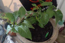 Training a CR. What's your experience?