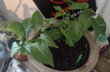 Training a CR. What's your experience?