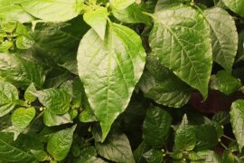 Sugar Rush peach coming along