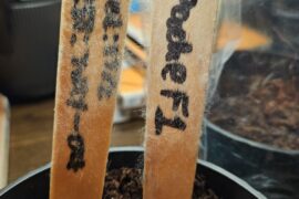 What is the fluff on my sticks?