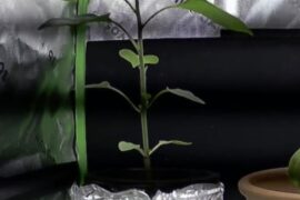 Should I top this cayenne pepper plant?