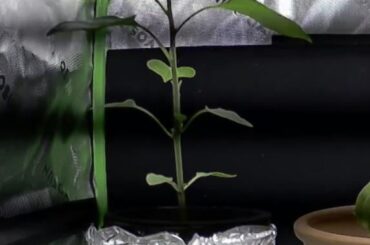 Should I top this cayenne pepper plant?