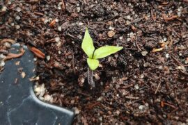 Triple cotyledons