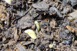 It's ALIVE iT's aLiVe..