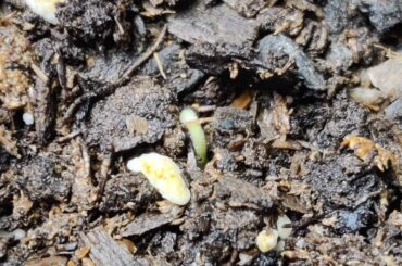 It's ALIVE iT's aLiVe..