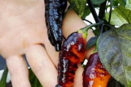 Anyone got some true “Hallows Eve” Peppers from Joker Chili farms genetics before the Eu law passed?