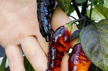 Anyone got some true “Hallows Eve” Peppers from Joker Chili farms genetics before the Eu law passed?