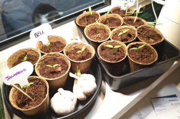 My first attempt at some peppers