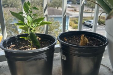 Peppers After Winter